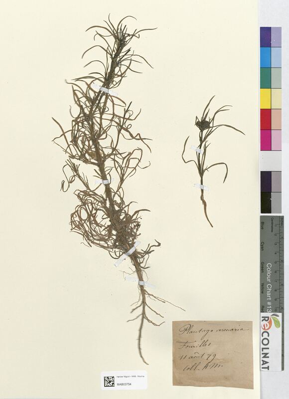 Plantago arenaria (Plantaginaceae)