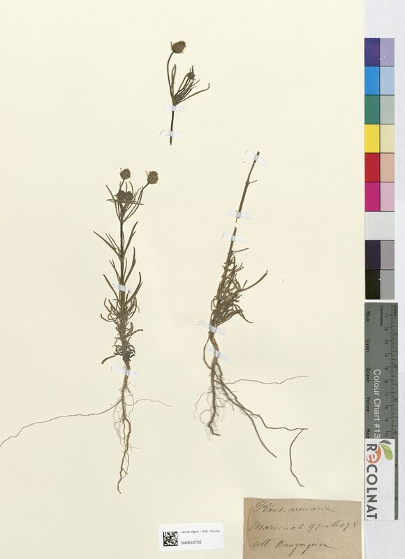 Plantago arenaria (Plantaginaceae)