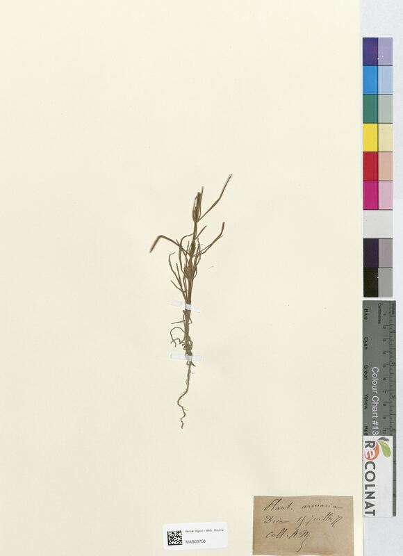 Plantago arenaria (Plantaginaceae)