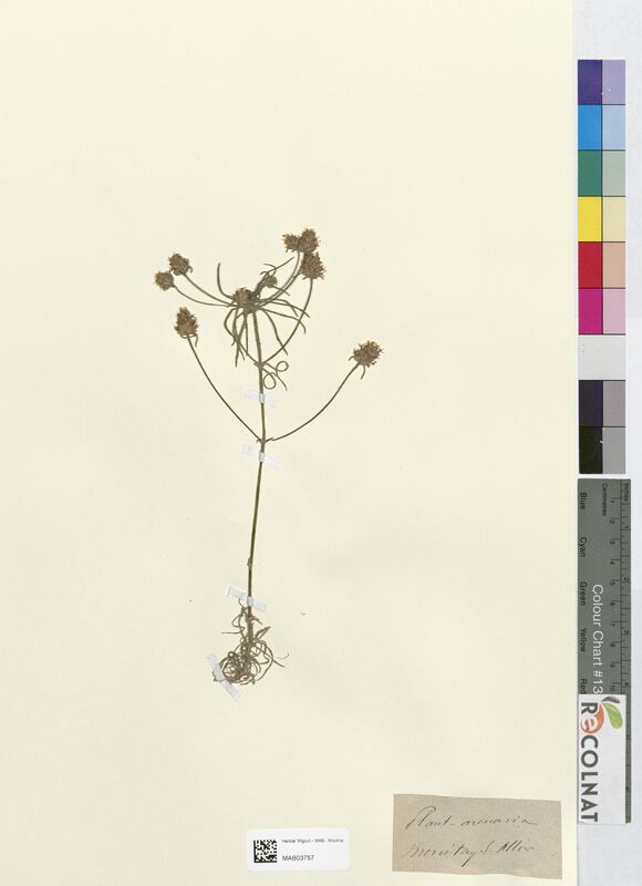 Plantago arenaria (Plantaginaceae)