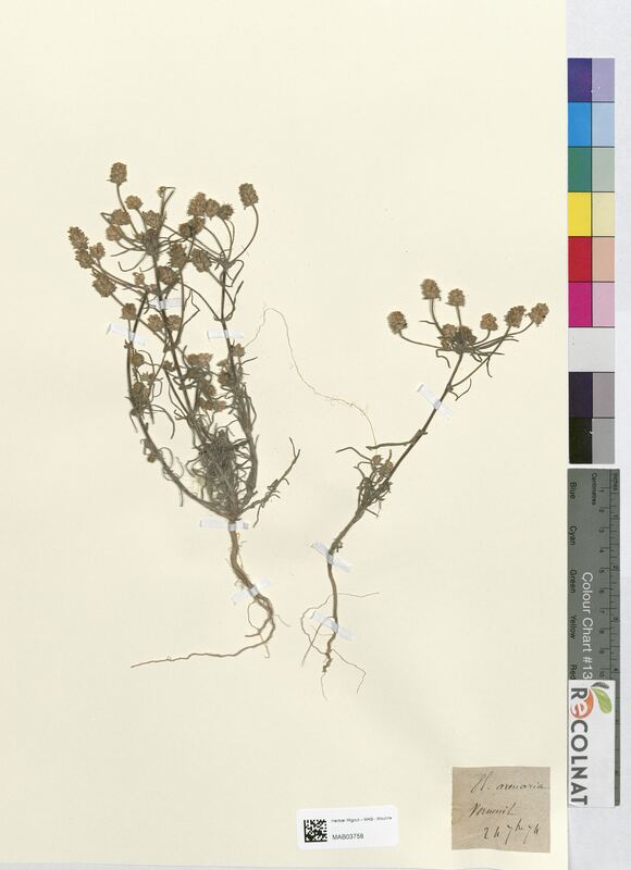 Plantago arenaria (Plantaginaceae)