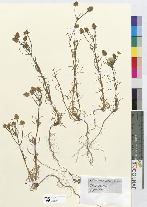 Plantago arenaria (Plantaginaceae)