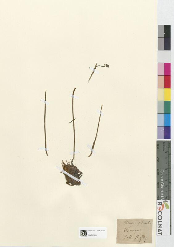 Armeria plantaginea (Plumbaginaceae)