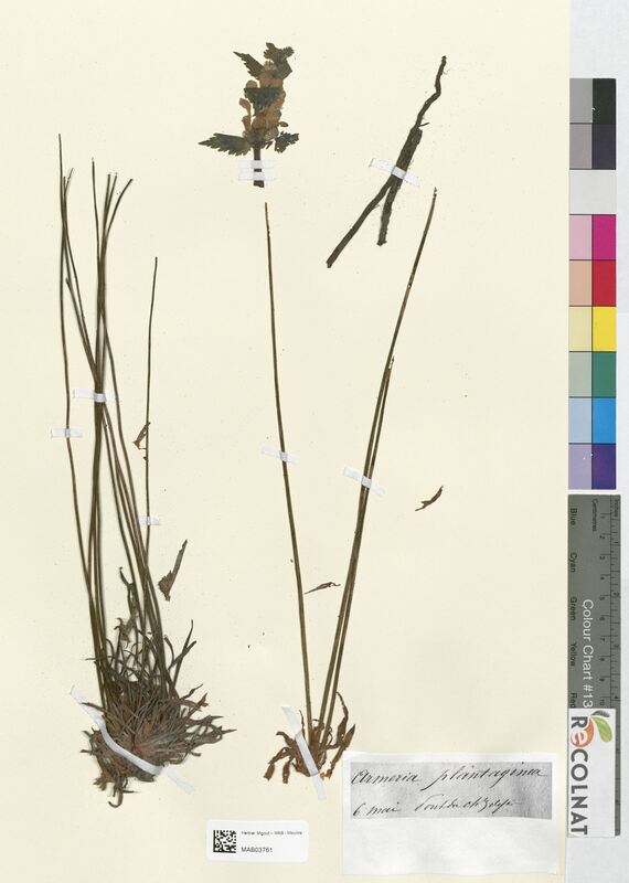 Armeria plantaginea (Plumbaginaceae)