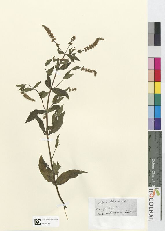 Mentha viridis (Lamiaceae)