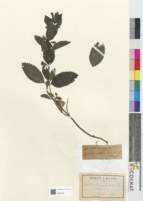 Melittis melissophyllum (Lamiaceae)