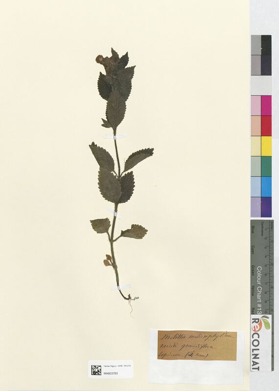 Melittis melissophyllum (Lamiaceae)