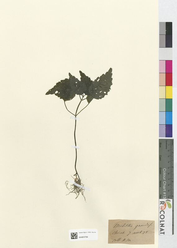 Melittis grandiflora (Lamiaceae)