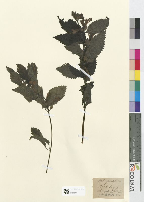 Melittis grandiflora (Lamiaceae)