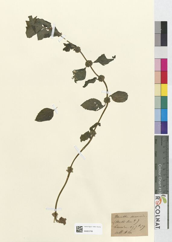 Mentha arvensis (Lamiaceae)