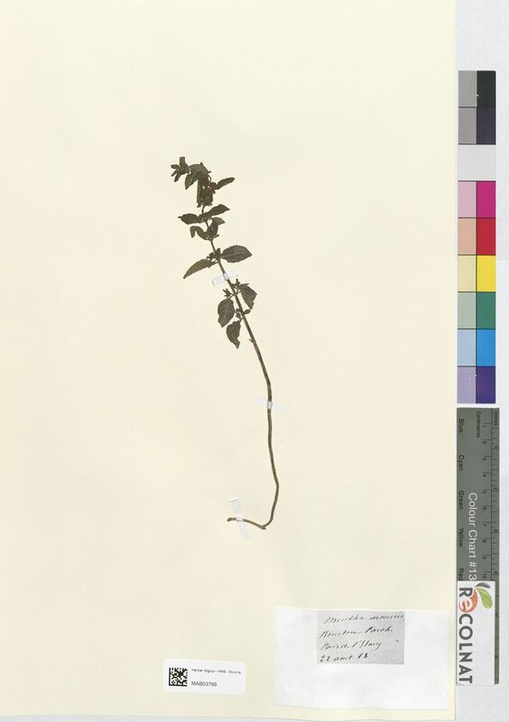 Mentha arvensis (Lamiaceae)