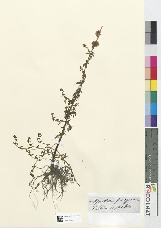 Mentha pulegium (Lamiaceae)