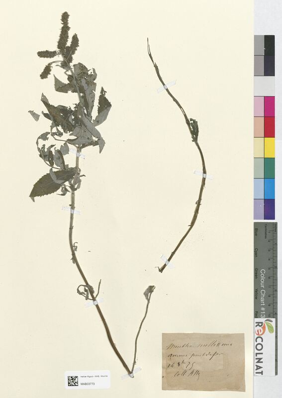 Mentha mollissima (Lamiaceae)