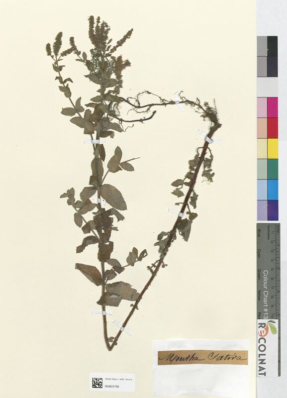Mentha sativa (Lamiaceae)