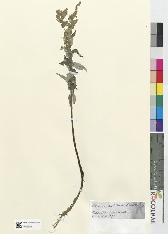 Mentha mollissima (Lamiaceae)