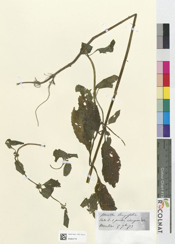 Mentha longifolia (Lamiaceae)