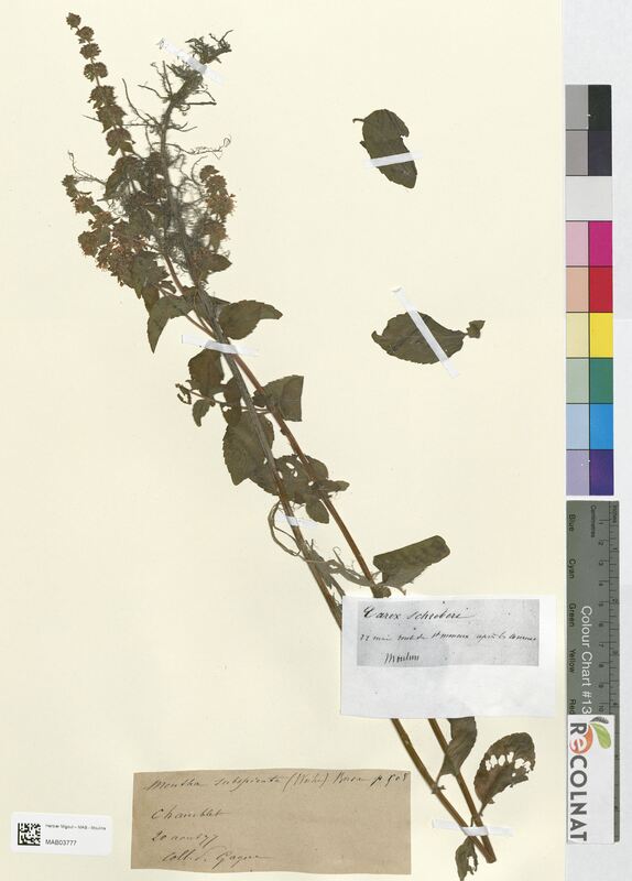 Mentha subspicata (Lamiaceae)