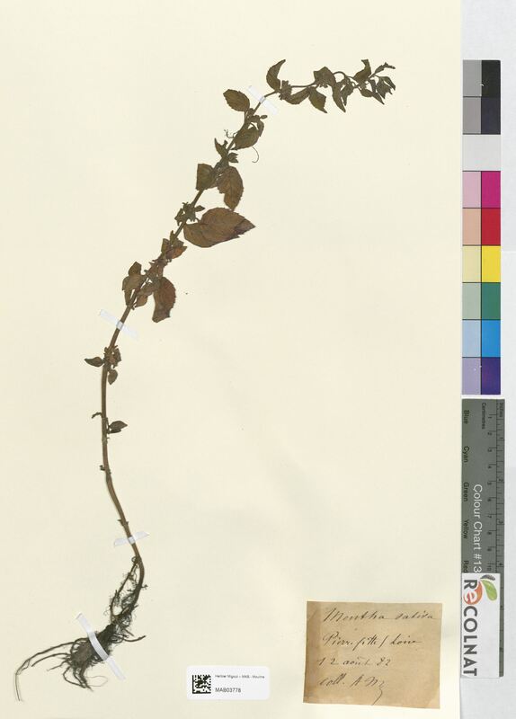 Mentha sativa (Lamiaceae)