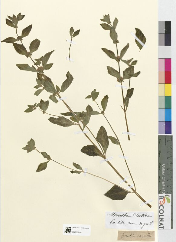 Mentha sativa (Lamiaceae)