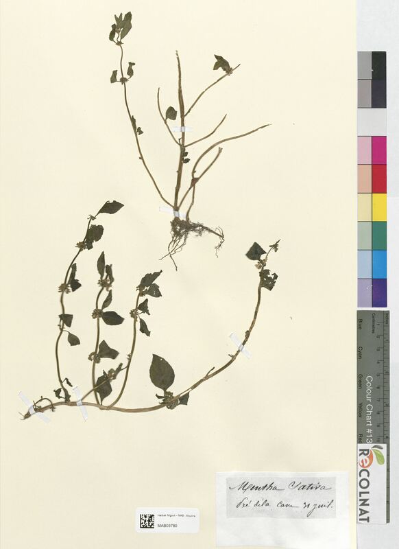 Mentha sativa (Lamiaceae)