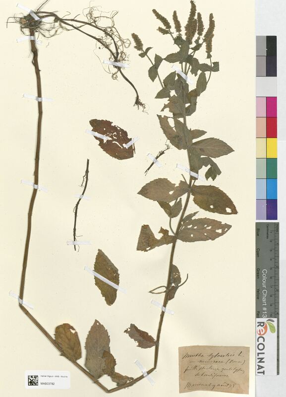 Mentha silvestris (Lamiaceae)