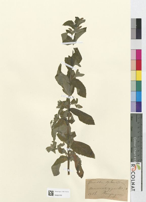 Mentha silvestris (Lamiaceae)