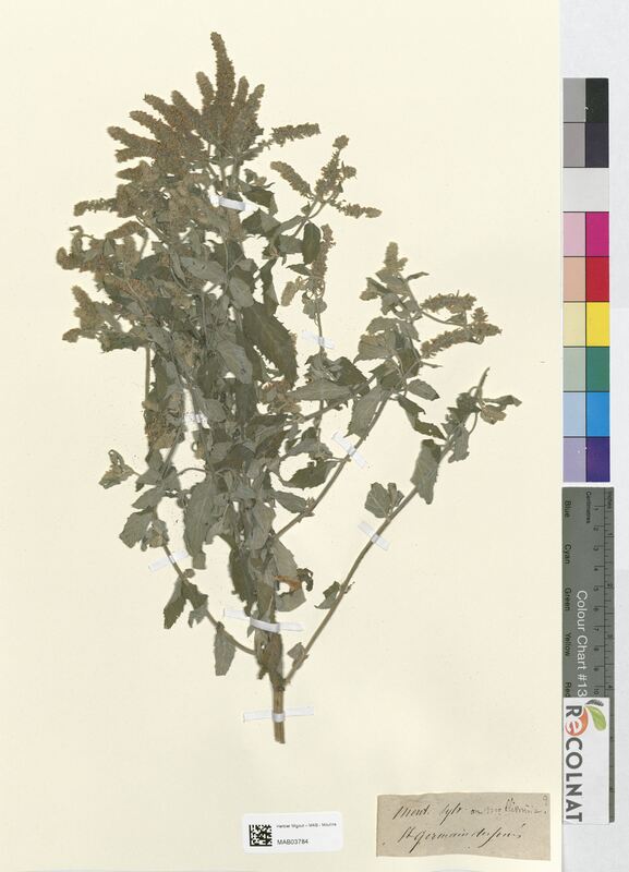 Mentha silvestris (Lamiaceae)