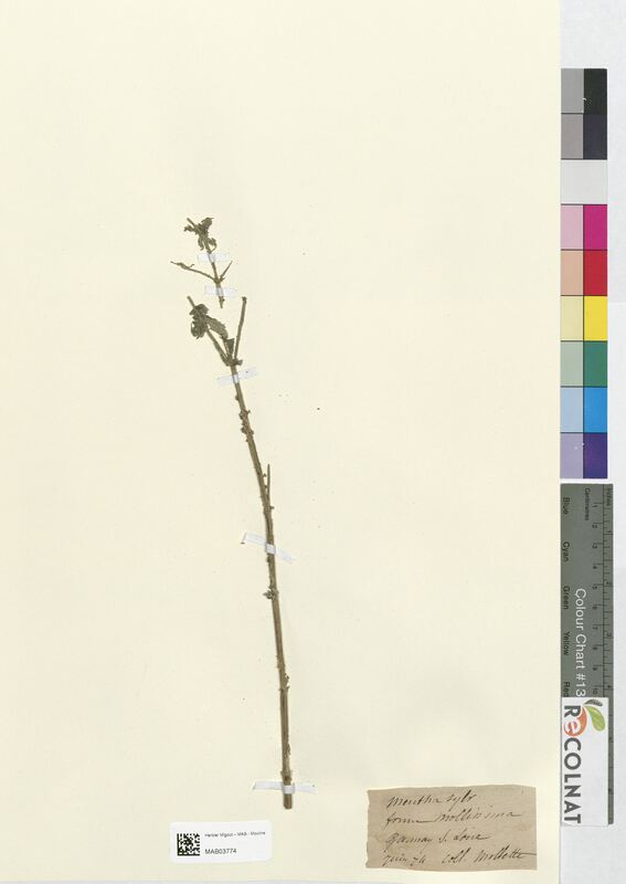 Mentha sylvatica (Lamiaceae)