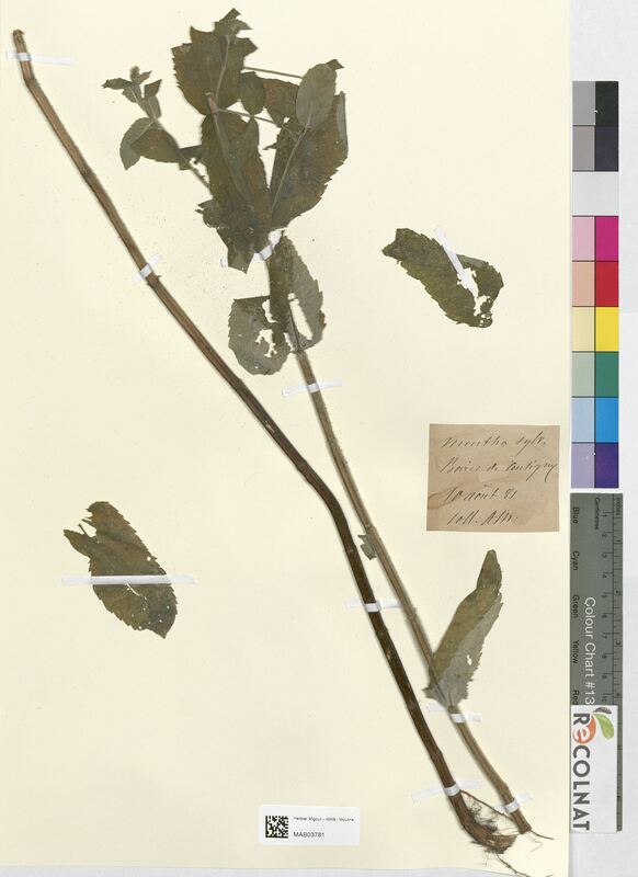 Mentha sylvatica (Lamiaceae)