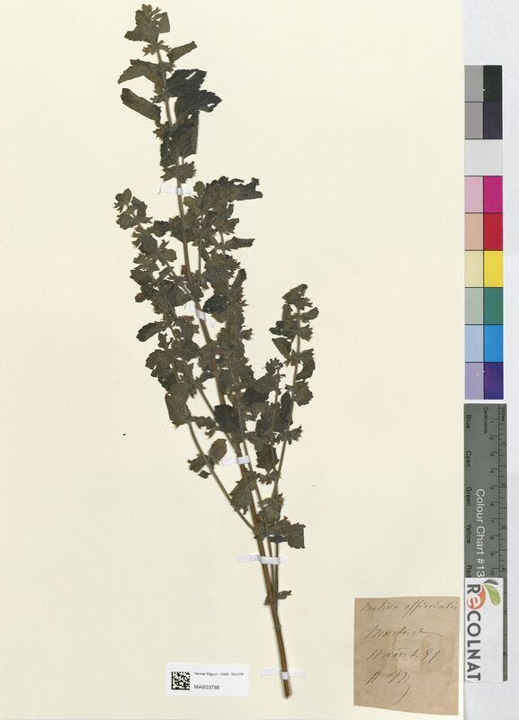 Melissa officinalis (Lamiaceae)