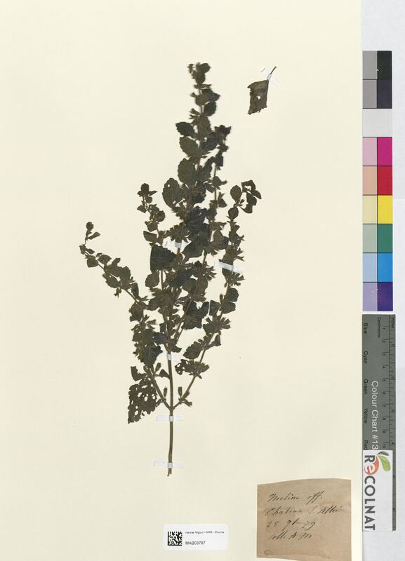 Melissa officinalis (Lamiaceae)