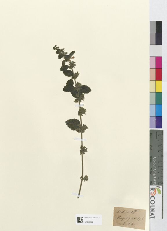 Melissa officinalis (Lamiaceae)