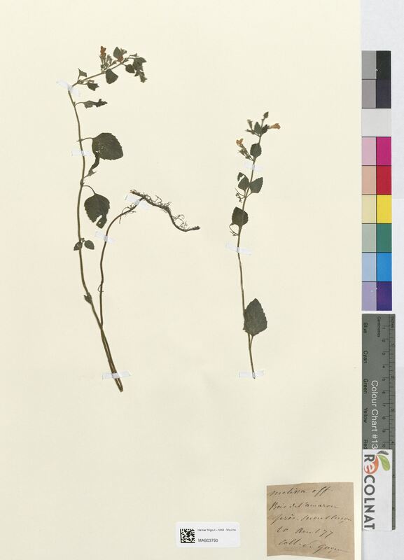Melissa officinalis (Lamiaceae)
