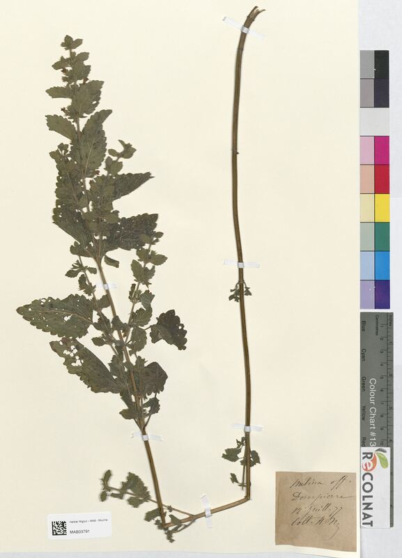 Melissa officinalis (Lamiaceae)