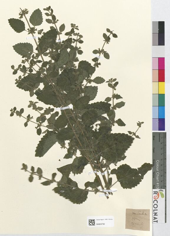 Melissa officinalis (Lamiaceae)