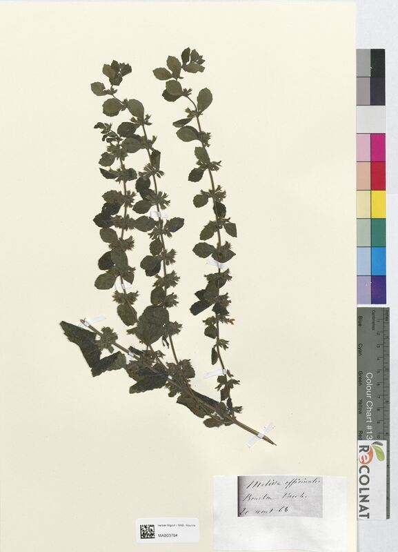 Melissa officinalis (Lamiaceae)