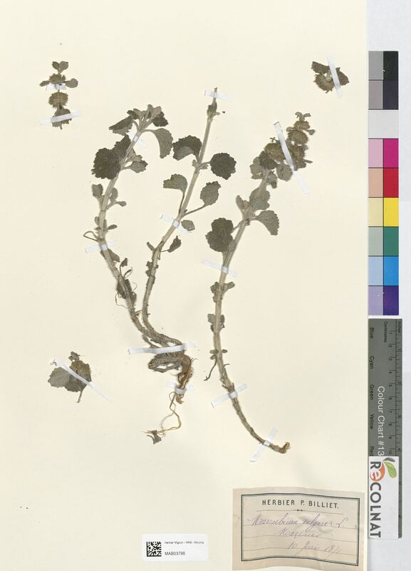 Marrubium vulgare (Lamiaceae)