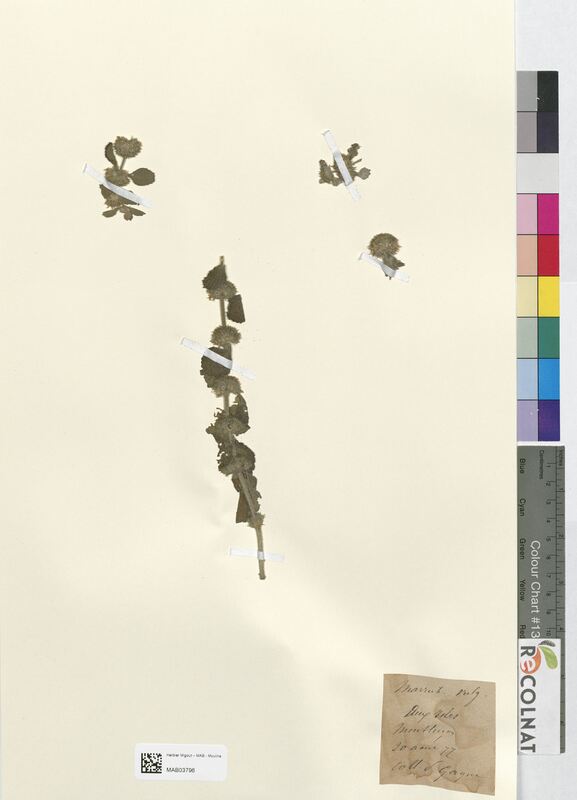 Marrubium vulgare (Lamiaceae)