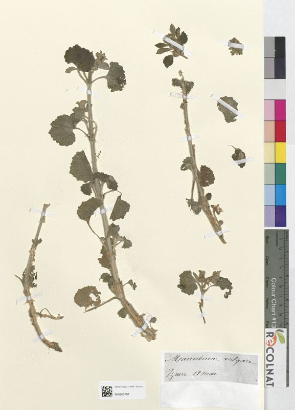 Marrubium vulgare (Lamiaceae)