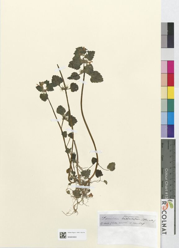 Lamium purpureum (Lamiaceae)