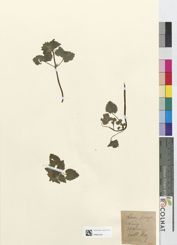 Lamium purpureum (Lamiaceae)