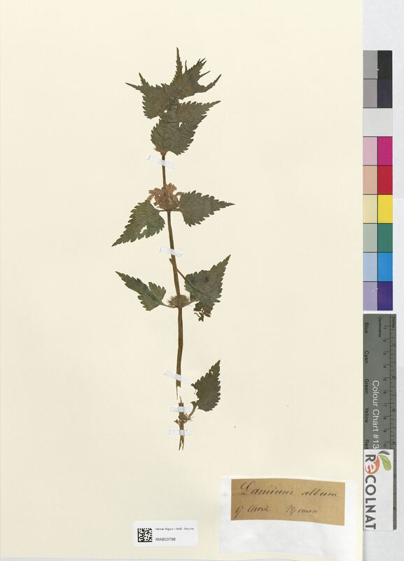 Lamium album (Lamiaceae)