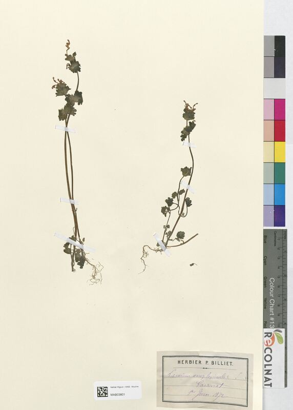 Lamium amplexicaule (Lamiaceae)