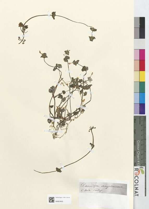 Lamium amplexicaule (Lamiaceae)