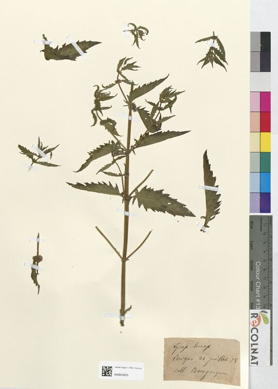 Lycopus europaeus (Lamiaceae)