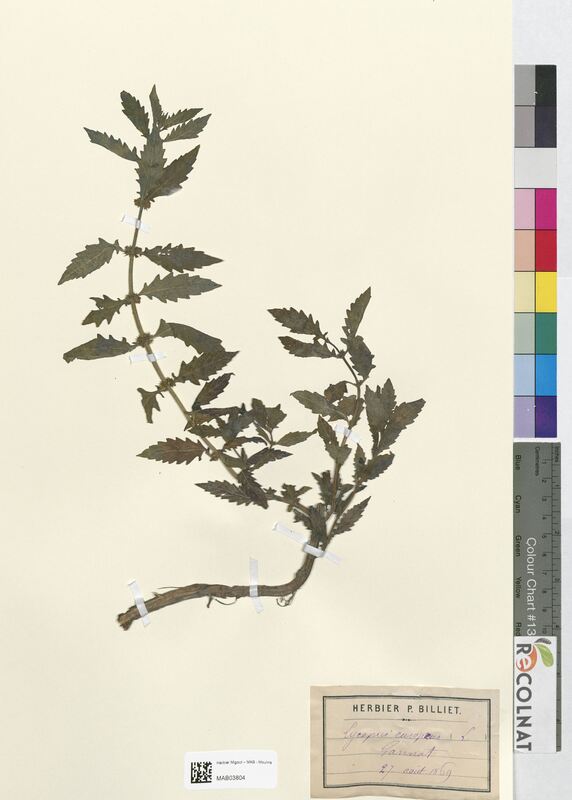 Lycopus europaeus (Lamiaceae)