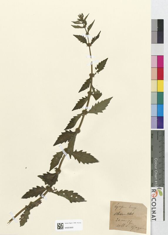 Lycopus europaeus (Lamiaceae)