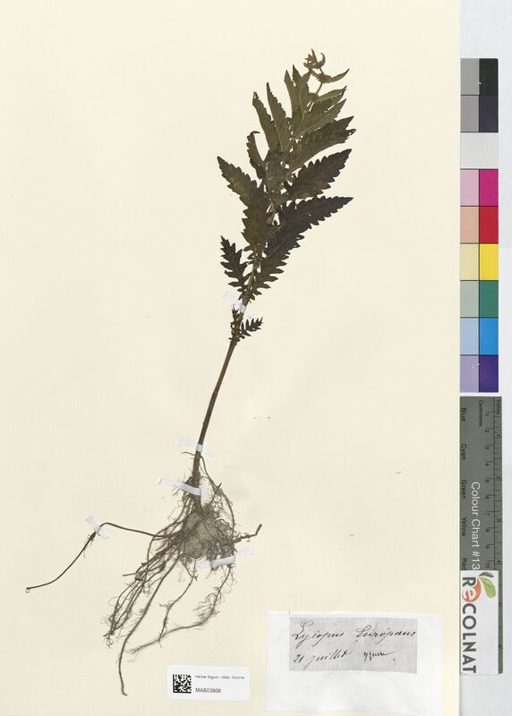 Lycopus europaeus (Lamiaceae)