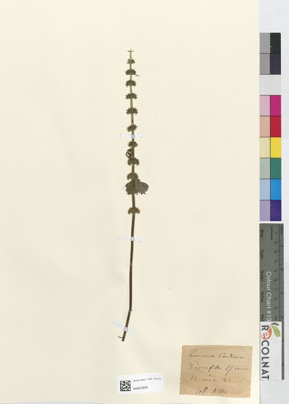 Leonorus cardiaca (Lamiaceae)