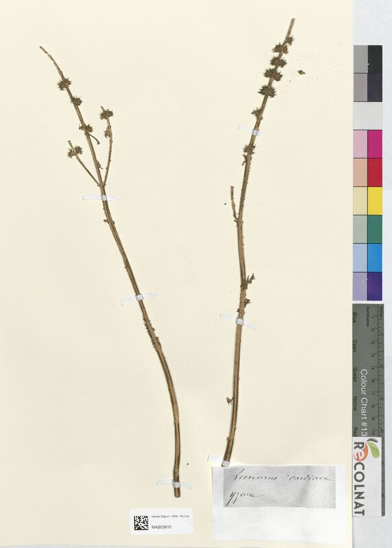 Leonorus cardiaca (Lamiaceae)